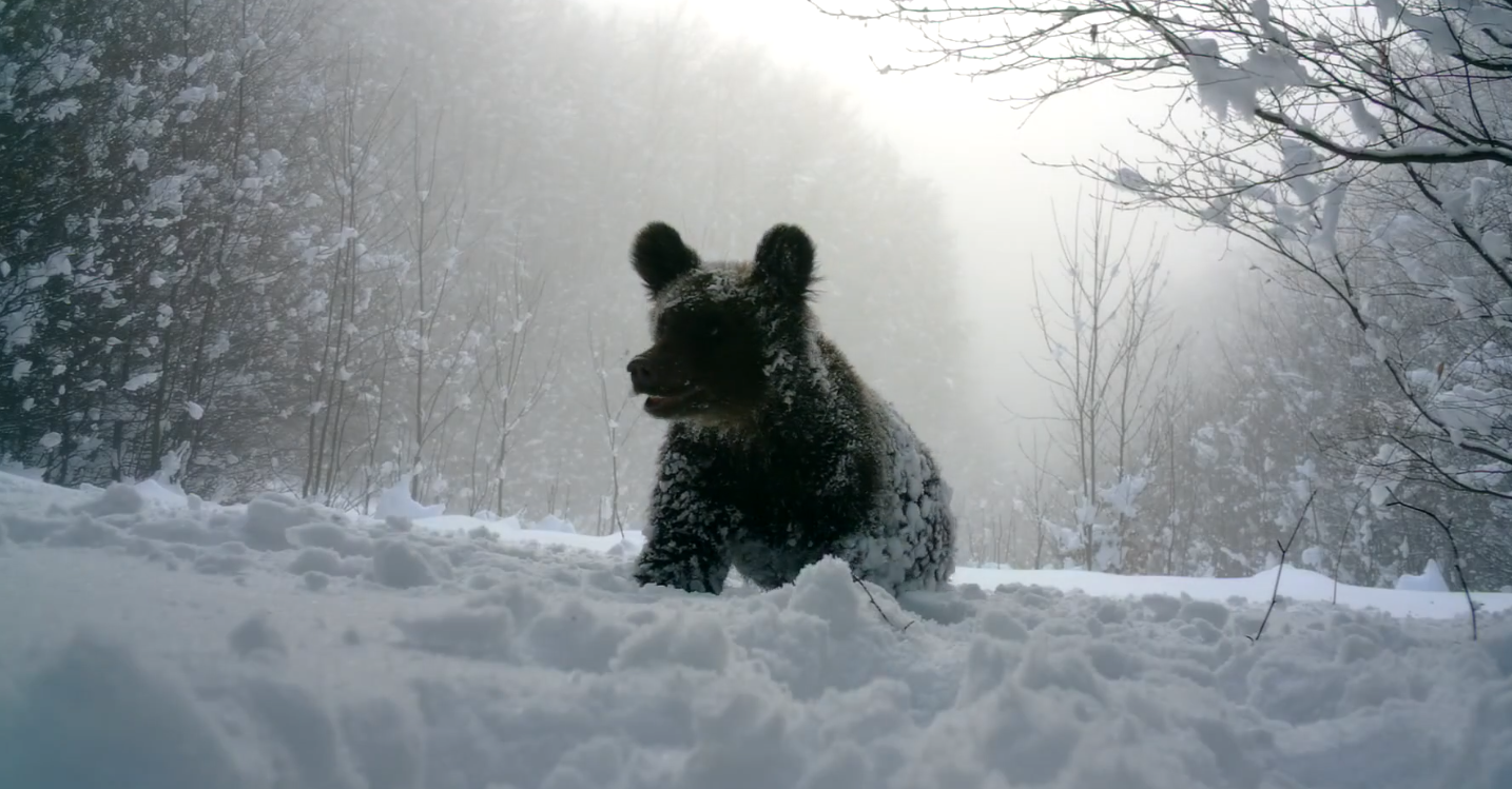 Бежать или замереть: как выжить при встрече с медведем в Карпатах